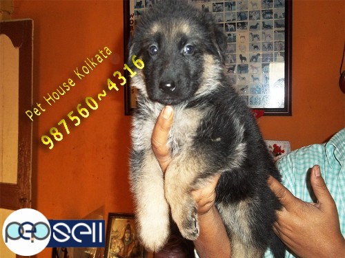 Show Quality GERMAN  SHEPHERD Dogs For Sale At SILCHAR From KOLKATA 2 