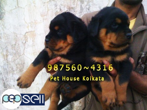 Show Quality GERMAN  SHEPHERD Dogs For Sale At SILCHAR From KOLKATA 5 