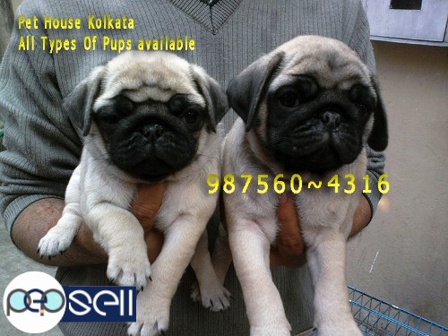 Show Quality Registered Vodafone PUG Dogs For Sale At ~ PETS HOUSE KOLKATA 0 
