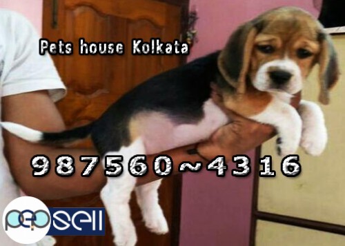 Show Quality Registered Vodafone PUG Dogs For Sale At ~ PETS HOUSE KOLKATA 5 