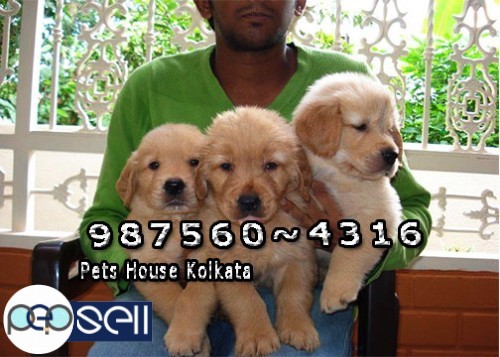 GOLDEN RETRIEVER  Registered Dogs For Sale at SILCHAR From KOLKATA 1 
