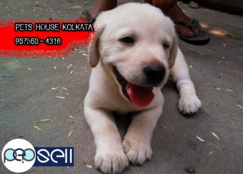 Show Quality KCI Registered LABRADOR Dogs Sale At ~PETS HOUSE KOLKATA 0 