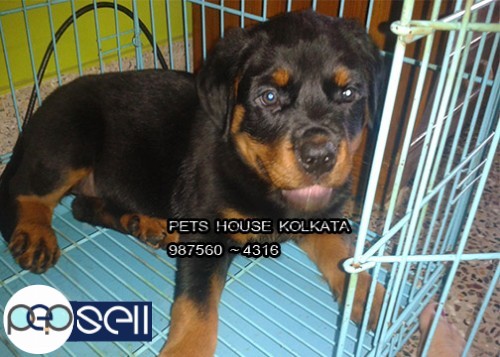 Show Quality ROT WAILER Dogs For  Sale at  AIZAWL 0 