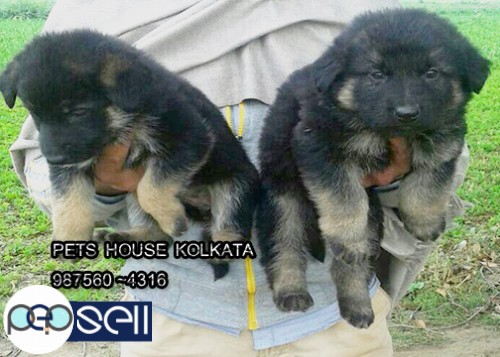 Home Breed Top Quality GERMAN SHEPHERD Dogs For Sale At ~ Aizawl From KOLKATA 2 