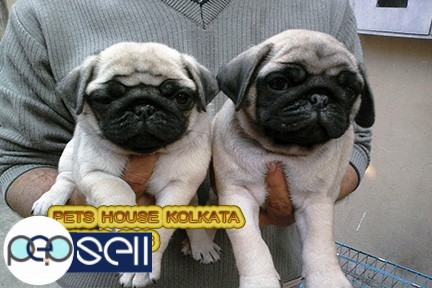 Show Quality Vodafone Cute Little PUG Dogs Available At ~ KOLKATA 1 
