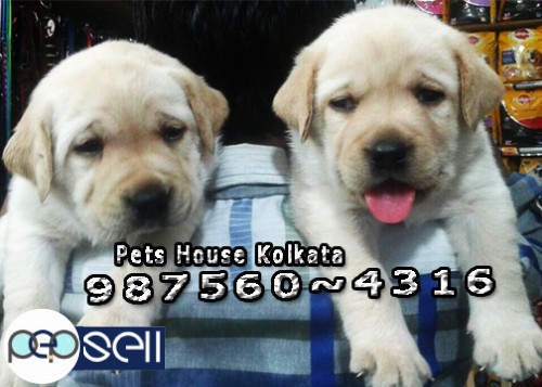 Show Quality  Original LABRADOR dogs for sale at ~ PETS HOUSE KOLKATA 0 