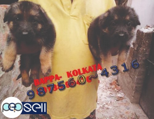 Top Pedigree Registered GERMAN SHEPHERD Dogs Available At Dhanbad From KOLKATA 0 