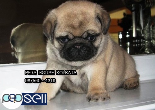 Show Quality KCI Registered  Cute PUG Dogs For sale at ~ RAJARHAT 1 