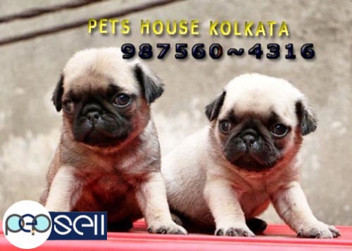 Show Quality KCI Registered  Cute PUG Dogs For sale at ~ RAJARHAT 5 