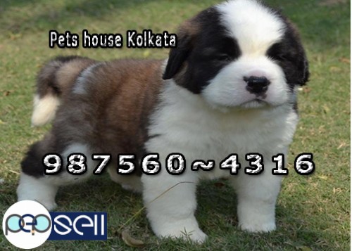 Registered  Show Line Up PUG Dogs At  Shillong~ PETS HOUSE KOLKATA 5 