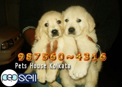 Kci Registered Top GOLDEN RETRIEVER Dogs for sale At ~ PETS HOUSE KOLKATA Aizawl 1 
