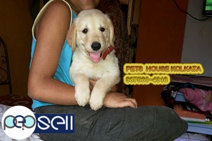 Show Quality Registered LABRADOR Dogs And Puppies For sale At ~ BAGHDOGRA 5 