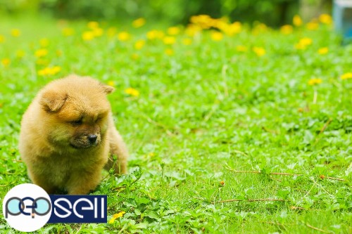 Chow Chow puppies for sale in chennai 9840187666 0 