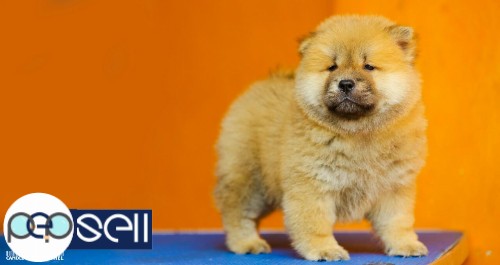 Chow Chow puppies for sale in chennai 9840187666 3 