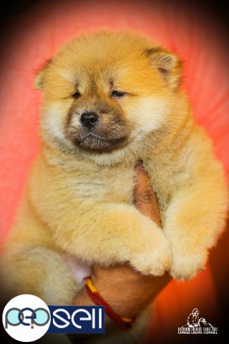 Chow Chow puppies for sale in chennai 9840187666 5 