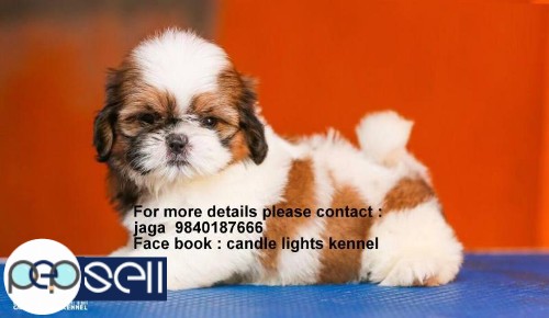 shih tzu puppies sales in chennai  9840187666 0 