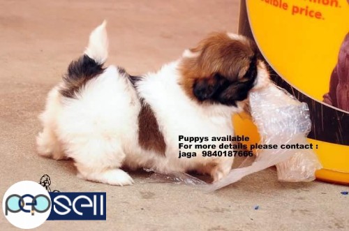 shih tzu puppies sales in chennai  9840187666 3 