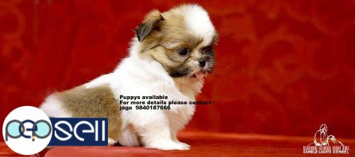 shih tzu puppies sales in chennai  9840187666 4 