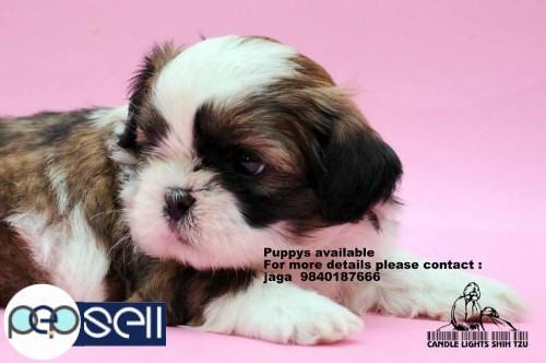 shih tzu puppies sales in chennai  9840187666 5 