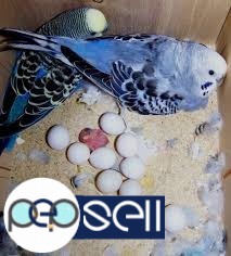 Available Fresh Candle Tested Fertile Parrot Eggs And Babies Parrots 0 