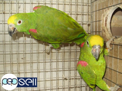Healthy Parrots for sale call/sms 0 
