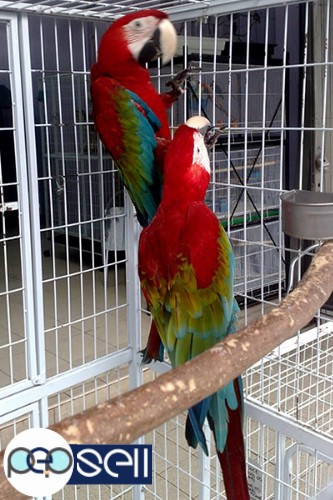 Healthy Parrots for sale call/sms 1 