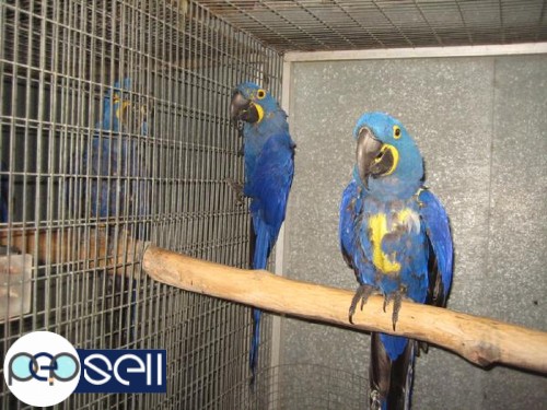Healthy Parrots for sale call/sms 2 