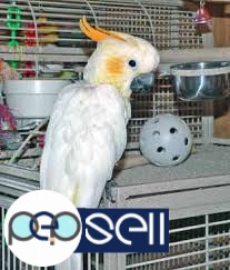 Healthy Parrots for sale call/sms 3 