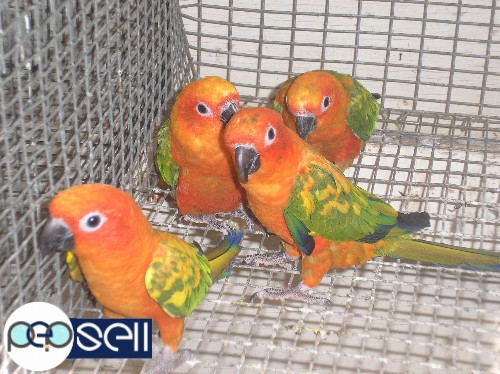 Healthy Parrots for sale call/sms 5 