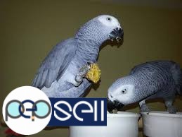  A Pair of Talking African Grey Parrots 0 