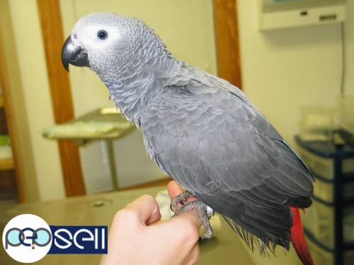  A Pair of Talking African Grey Parrots 1 