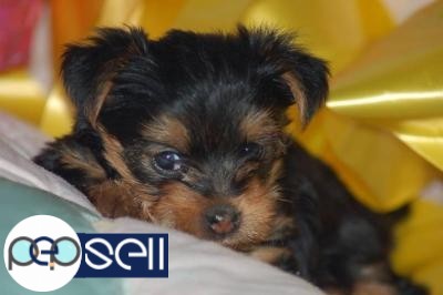 Yorkie puppies available for adoption 0 