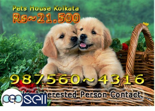 Imported Quality GOLDEN RETRIEVER Dogs Available At~ PETS HOUSE KOLKATA .howrah 0 