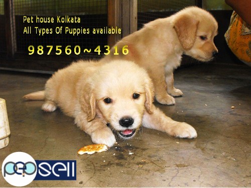 Imported Quality GOLDEN RETRIEVER Dogs Available At~ PETS HOUSE KOLKATA .howrah 1 