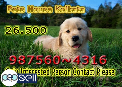 Imported Quality GOLDEN RETRIEVER Dogs Available At~ PETS HOUSE KOLKATA .howrah 2 