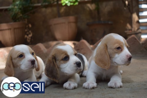 Beagle show quality male and female puppies available 0 