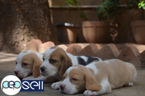 Beagle show quality male and female puppies available 1 