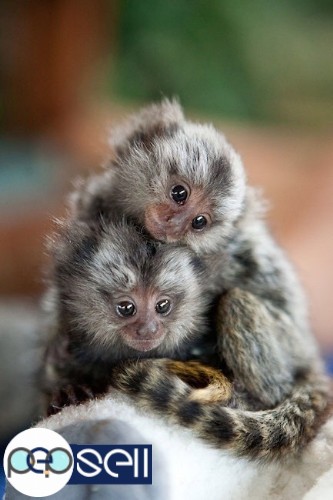 marmoset finger monkeys available 1 