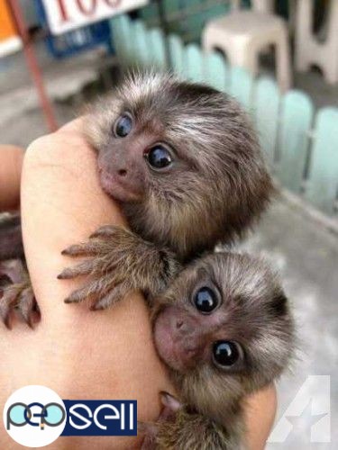 marmoset finger monkeys available 5 