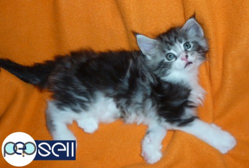 maine coon kittens for sale 4 