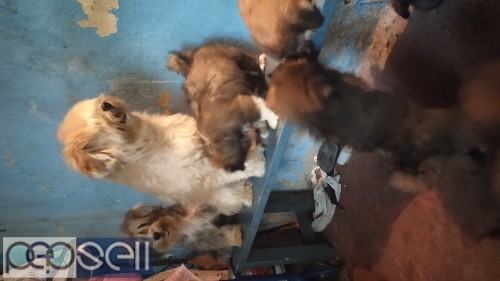 Lhasa apso puppies for sale 1 