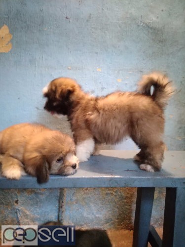 Lhasa apso puppies for sale 4 