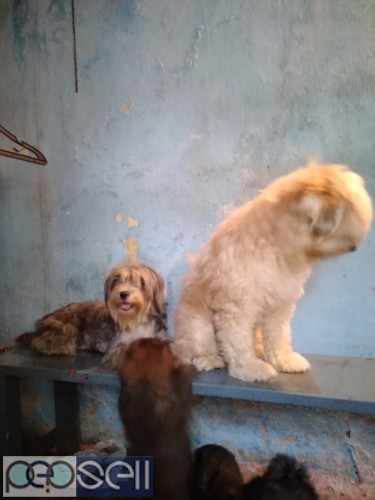 Lhasa apso puppies for sale 0 