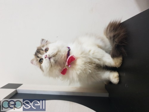 Persian cat kitten available for sale 1 