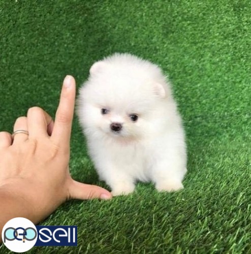Awesome teacup pomeranian puppies ready now 0 