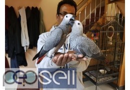 African grey parrots for sale 0 