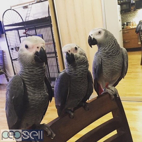 African grey parrots for sale 1 