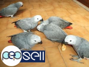  macaw parrots, cockatoos, African greys and fertile eggs for sale or sale 0 