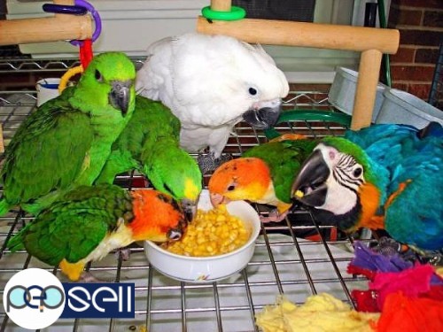 Hand-raised and tamed parrots, fertile parrot eggs, incubators for sale 0 