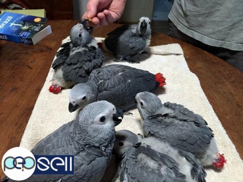 Hand-raised and tamed parrots, fertile parrot eggs, incubators for sale 1 